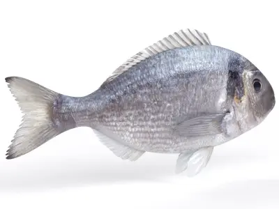 Dorado Fish 3D model