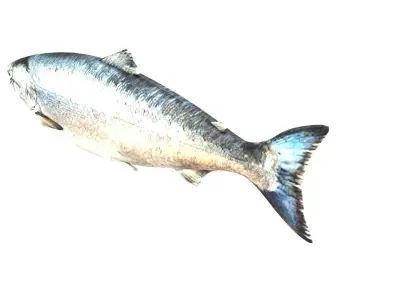 Animated and Rigged Swimming Salmon Fish 3D model
