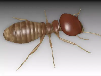 Termite Worker Low-poly 3D model