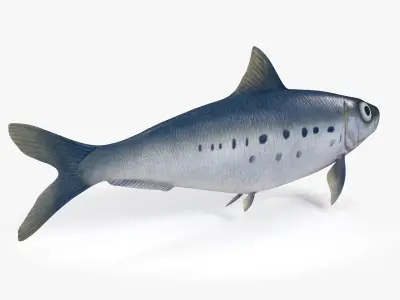 Sardine Fish Low-poly 3D model