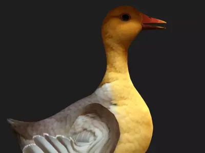 Duck A8 Free low-poly 3D model
