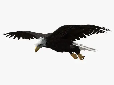 American Bald Eagle ANIMATED 3D model
