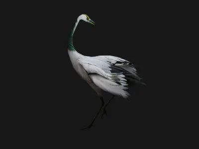 Crane Bird A2 3D model