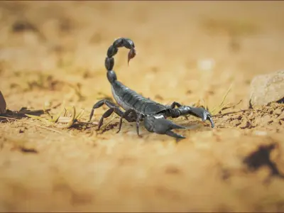 Black Emperor Scorpion Rigged Xgen 3D model