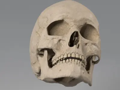 Skull 3D 3D model