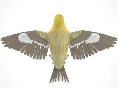 3D Bird Pack Lesser Goldfinch Male and Female Low-poly 3D model Low-poly 3D model