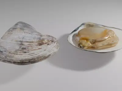 Clam Model 3D model