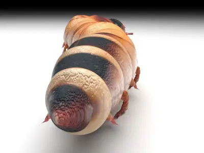 Zophobas Morio Worm 3D model