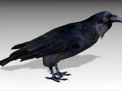 Raven Low-poly 3D model