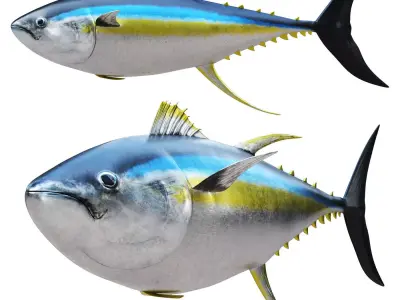 Tuna fish 3D model