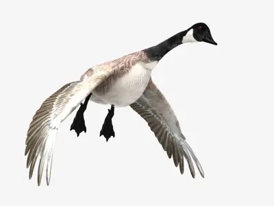 Canada Goose - rigged - animated 3D model