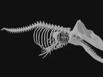Sperm whale skeleton 3D model