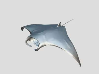 Manta Low-poly 3D model