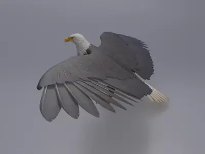 Eagle Low-poly 3D model