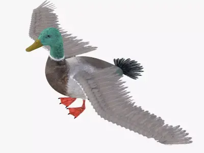 Duck bird rigged 3d model Low-poly 3D model