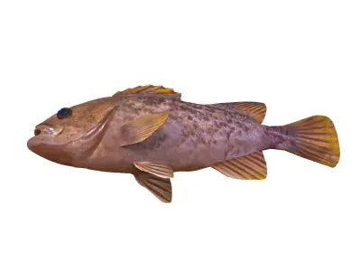 Low-Poly Kelp Rockfish Animated Low-poly 3D model