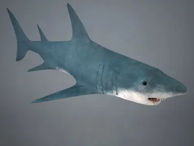 Shark great 3D model