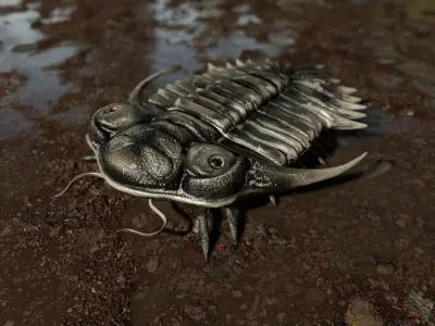 Trilobite 04 - KAYSEROPS Low-poly 3D model