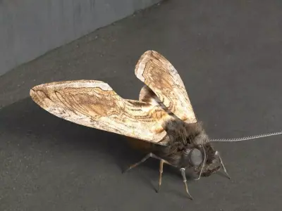 Moth insect Low-poly 3D model