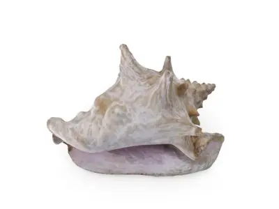 Shell 03 - Low and High Poly Versions Low-poly 3D model