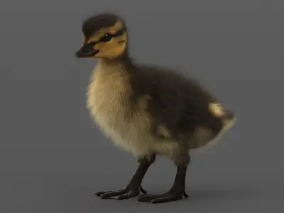 Duckling RIGGED 3D model purchase