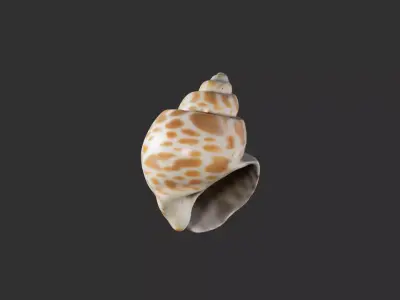 Sea Shell 2 3D model