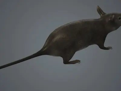 rat fur mouse mice animals rodent farm epidemic  3D model