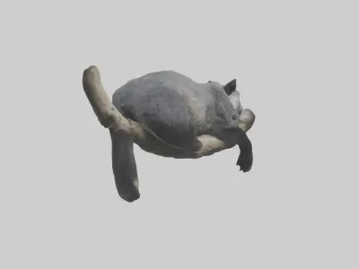 Binturong lounging model Low-poly 3D model