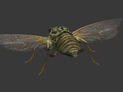 Cicada moth Low-poly 3D model