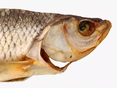 Chub dry fish Low-poly 3D model
