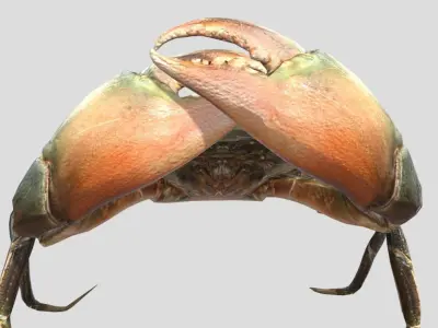 Sea Crab  Realistic Animated Low-poly 3D model