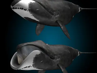 Bowhead Whale 3D model