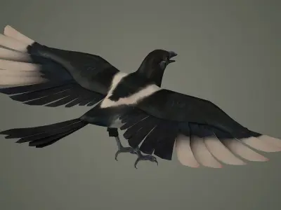 bird wildlife nature ornithology wild animal 3D model