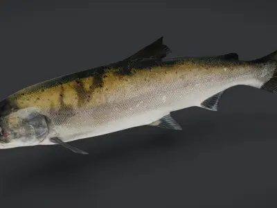 Realistic Masu Salmon Animated 3D model