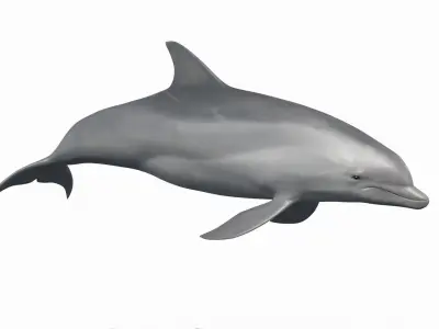 3D Animated Dolphin 3D model