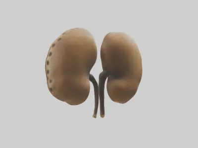 Cheetah Kidneys Low-poly 3D model
