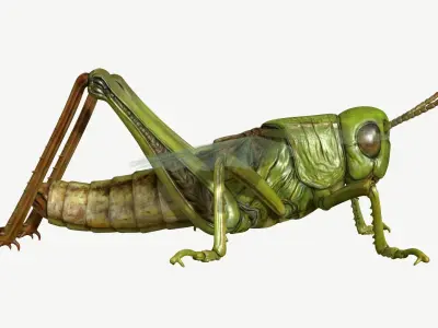 Grasshopper Low-poly 3D model