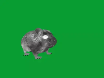 Roborovski Dwarf Hamster Free 3D model