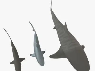 Sharks collection shark Low-poly 3D model