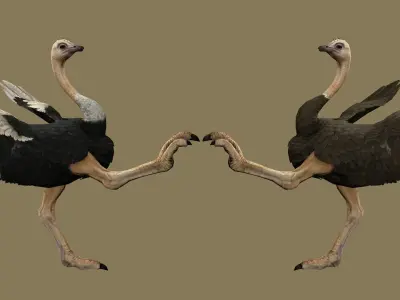 OSTRICT RIGGED ANIMATED 11 Low-poly 3D model