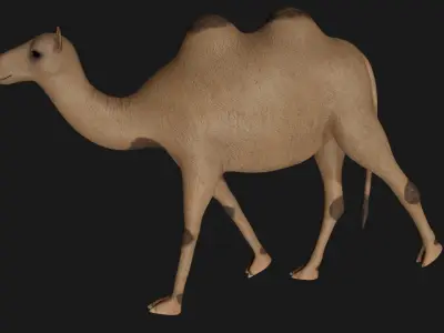 fully rigged low poly camel 2 Low-poly 3D model