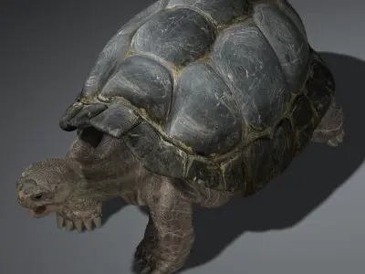 Tortoise (RIGGED) 3D model