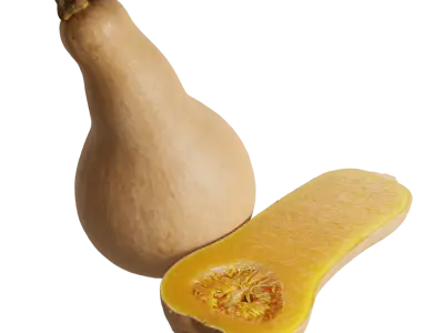  Butternut Squash Models 
