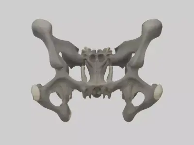 Gorilla Pelvis Low-poly 3D model