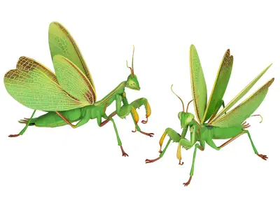Mantis 3D model