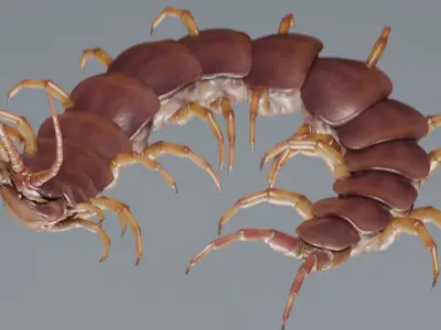 Scolopendra gigantea rigged and animated for Cinema 4d Low-poly 3D model
