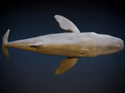 Humpback Whale 3D model