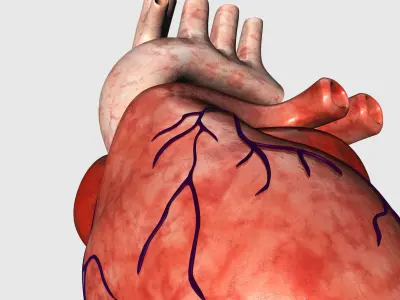 Human Heart Model 3D model