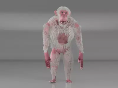Albino Chimpanzee 3D model