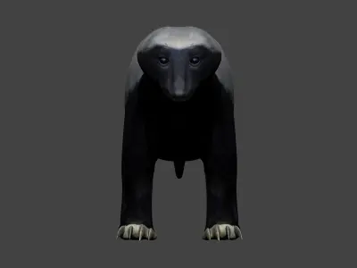 Honey Badger Low-poly 3D model